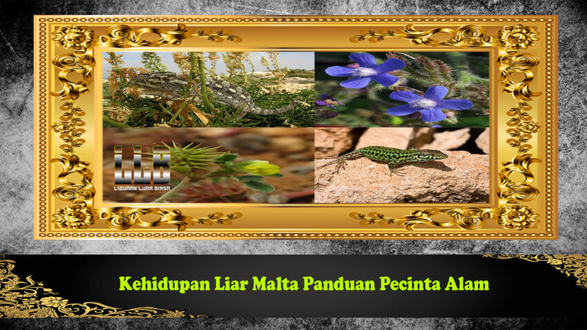 Kehidupan Liar